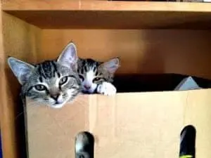 Cat and dog euthanasia in Australia
