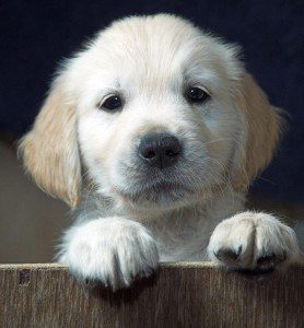 Dog adoption - Pets4Life