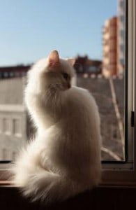 white cat indoors