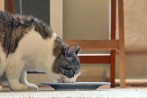 Supermarket cat food brands may cause illness