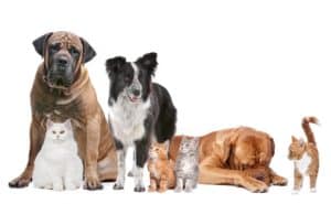 9 tips for choosing pet insurance