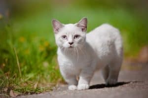 12 trendy cat mutations Munchkin
