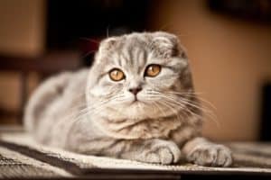 12 trendy cat mutations Scottish Fold