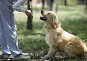 6 Benefits of dog training