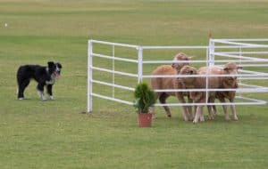 Dog Herding trials in Australia