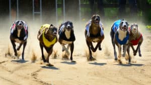 What pet industry leaders say about reversal of Greyhound Racing Industry ban in NSW What pet industry leaders say about reversal of Greyhound Racing Industry ban in NSW
