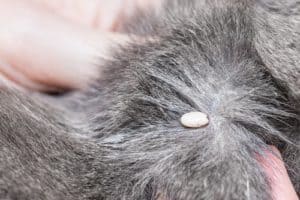 Check pets for ticks