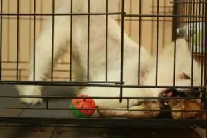Crate train a puppy in 7 easy steps