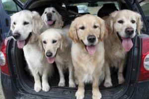 dog theft awareness day