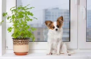 6 dog breeds suitable for apartments