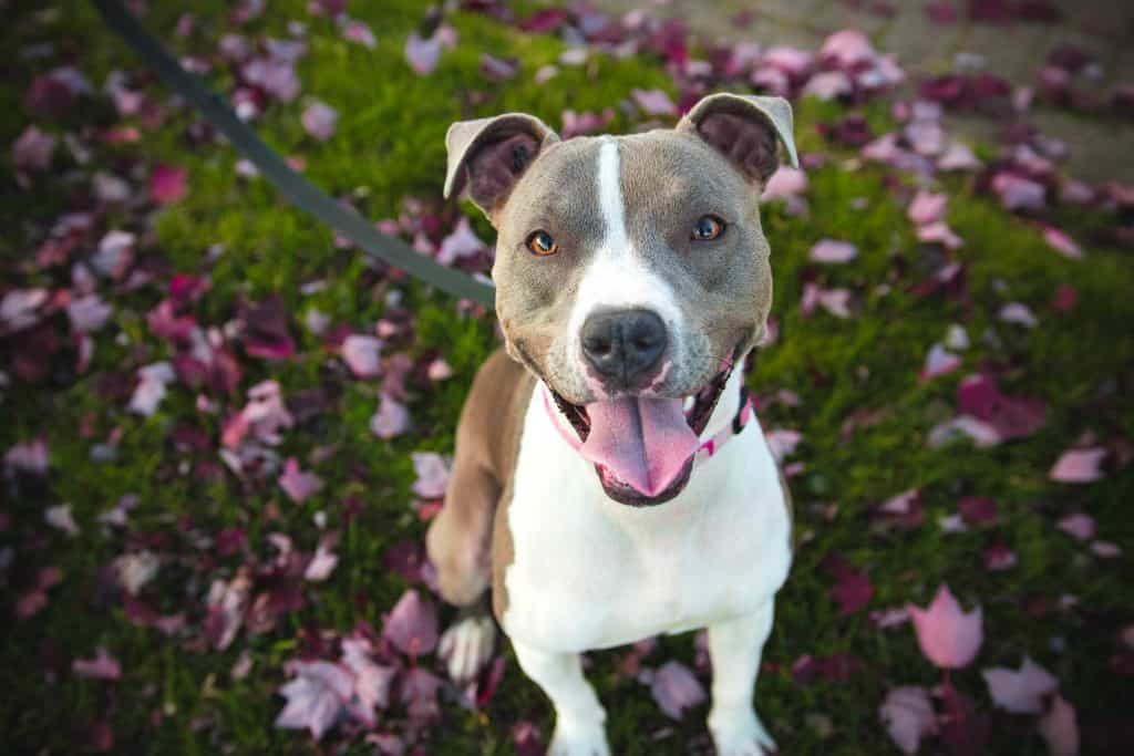 Pets4Life Dogs Podcast