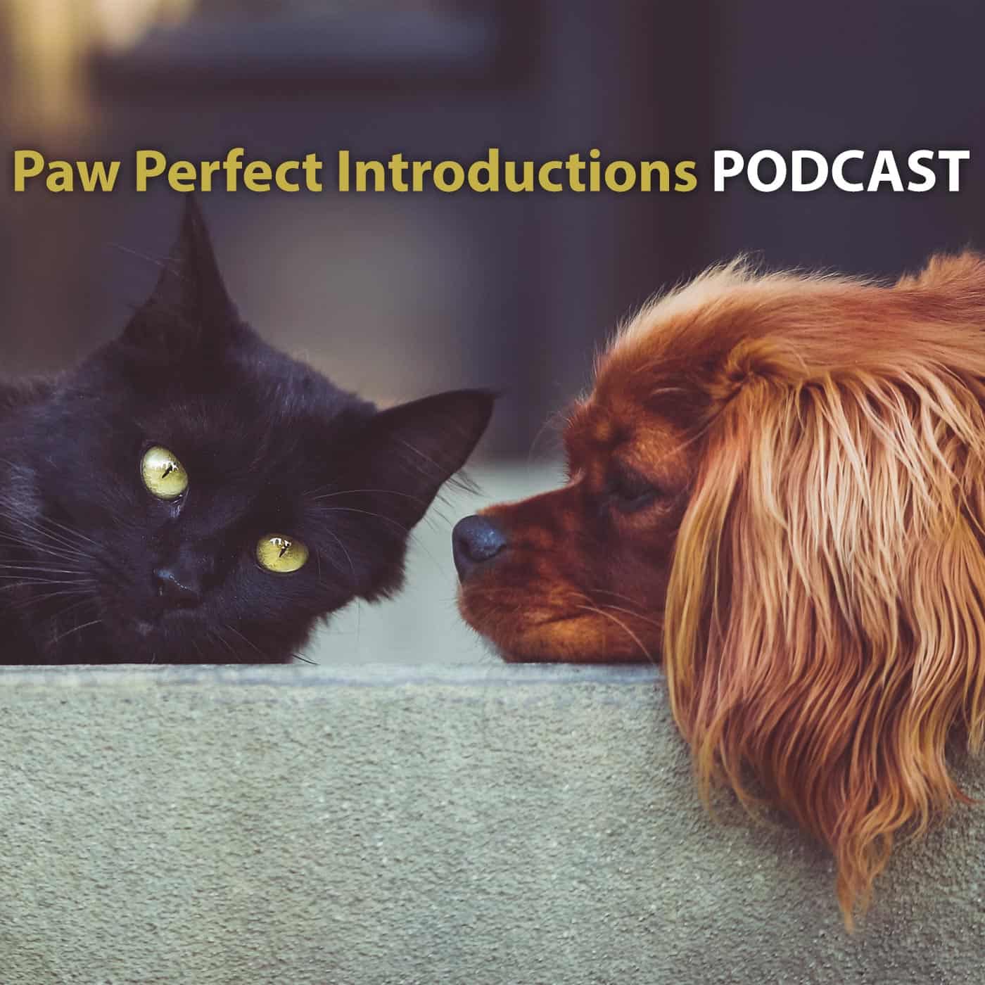 Paw Perfect Introductions
