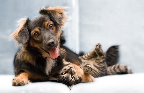 How to introduce a cat or kitten to your dog