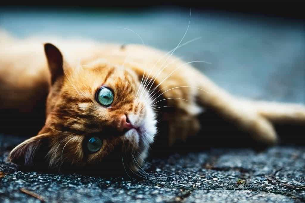 Pets4Life cats podcast
