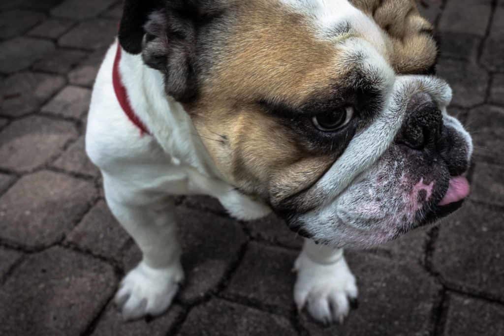 High meat diet for dogs is best says NZ study