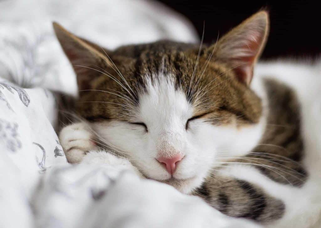 Top tips to keep your cat warm in Winter Top tips to keep your cat warm in Winter