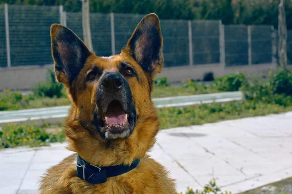 Why does my dog bark at nothing?