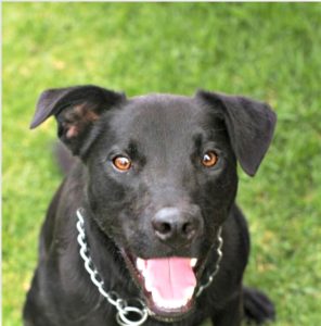 Adopt a Labrador Staffordshire Bull Terrier mix