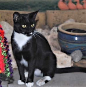 Adopt a one-year-old cat in South Australia