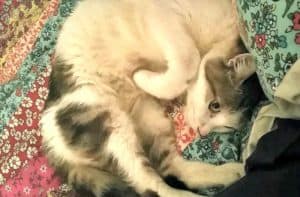 Adopt an indoor cat in W.A
