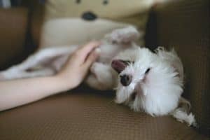Pets4Life contributors