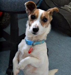 Adopt a Jack Russell Terrier in VIC Adopt a Jack Russell Terrier in VIC