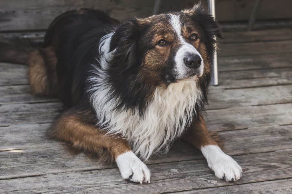 Border Collie breed profile
