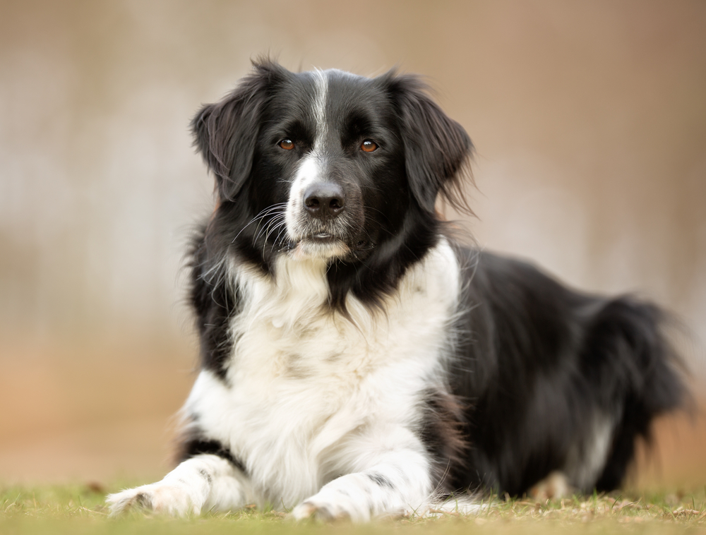 are border collies good apartment dogs