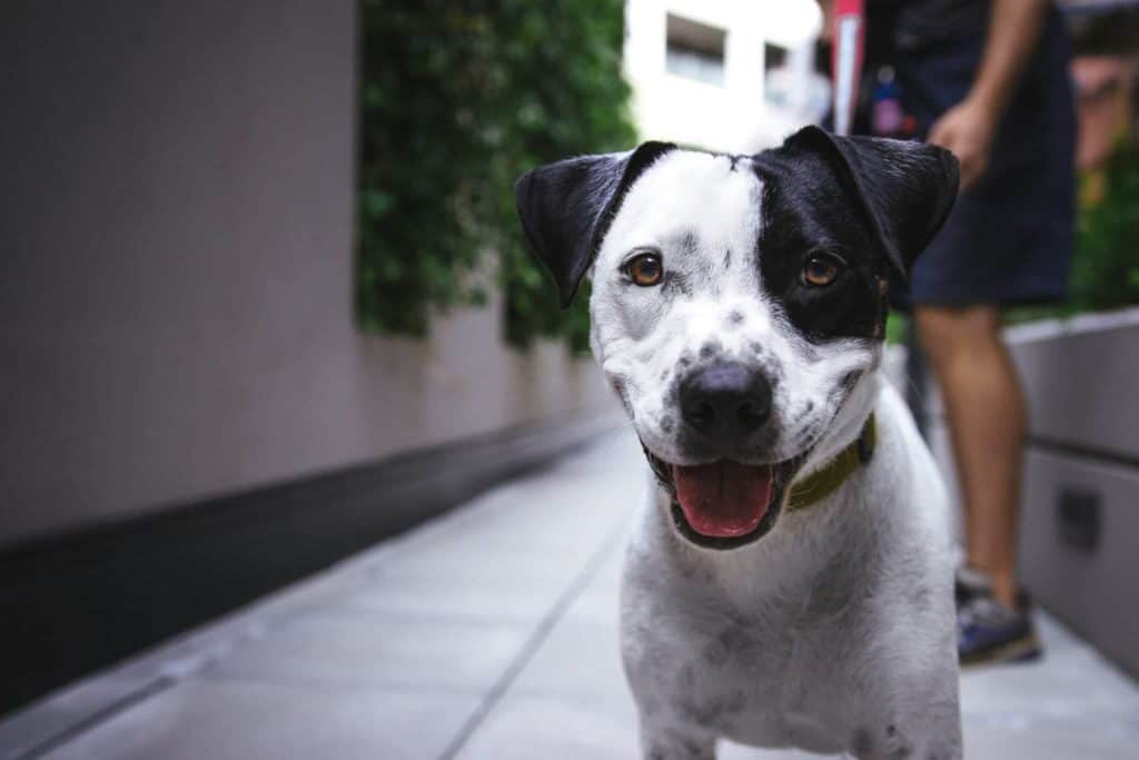 Dog breeder registration laws in Queensland Dog breeder registration laws in Queensland