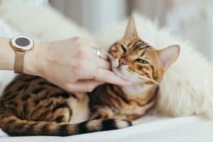 Visiting the vet with your cat Visiting the vet with your cat