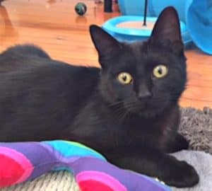 Adopt a black kitten in Sydney