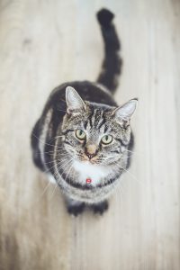 Purebred vs Crossbred cats pros and cons