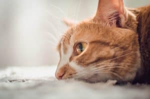 cat euthanasia when to say goodbye