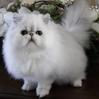 Persian cat breed profile