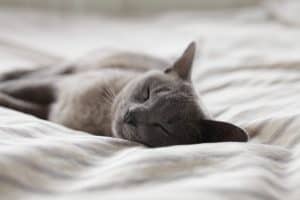 10 tips to keep your cat happy and contented