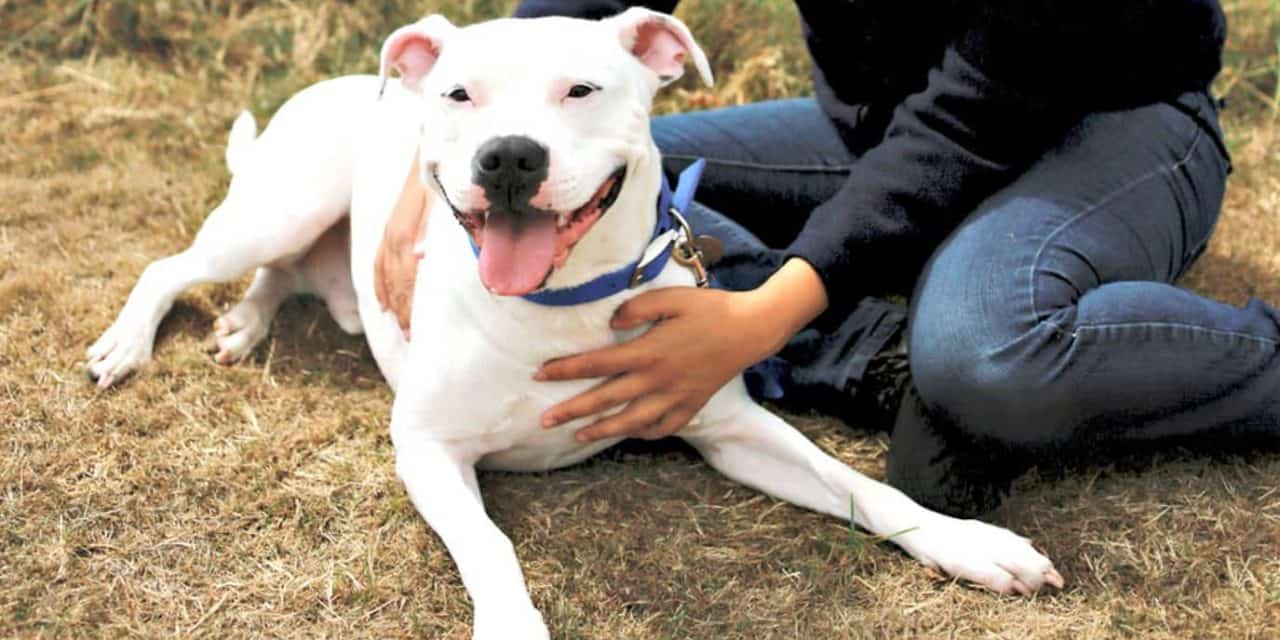 Battersea Dogs and Cats Home behind the scenes
