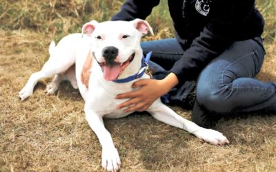 Battersea Dogs and Cats Home behind the scenes