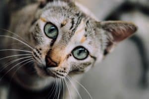 Choosing a cat breed 3 things to consider