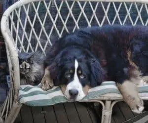 State government pet laws in Australia
