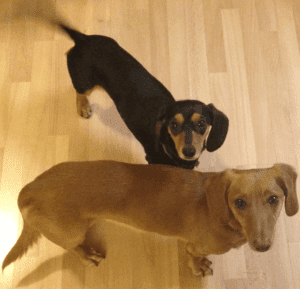 Inherited dog disorders Two daschunds