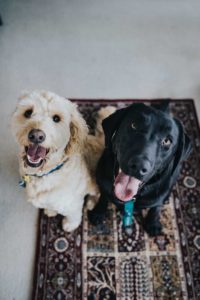 Dog welfare worries