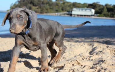 Dog-friendly destinations in Australia