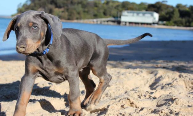 Dog-friendly destinations in Australia