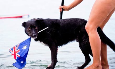Australia Day Dog paddle races 2014
