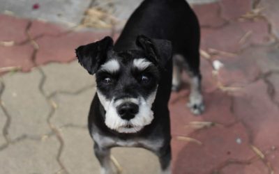 10 Tips to avoid dog theft