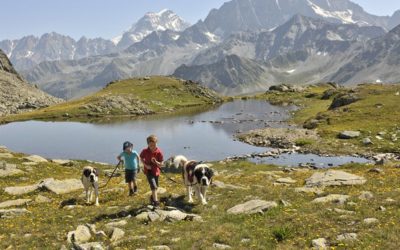 Dog training in Switzerland