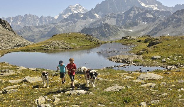 Dog training in Switzerland