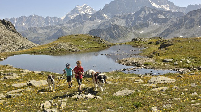 Dog training in Switzerland