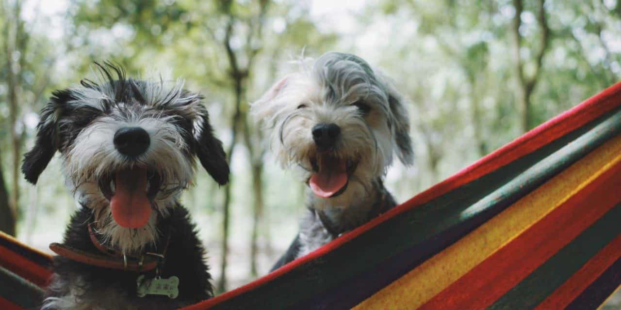 Pet mental health, is your pet happy?