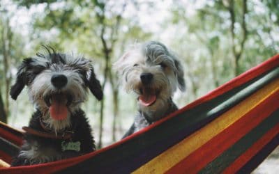 Pet mental health, is your pet happy?